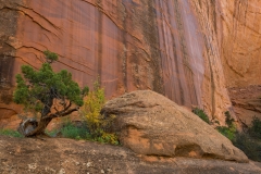 Juniper and canyon wall, Long Canyon, Utah.