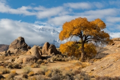 Cottonwood tree and granite boulders, Alabama Hills, California.