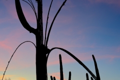 Saguaro cactus at twilight, Arizona.