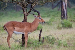 Impala sheltering during rainstorm, Masai Mara, Kenya.
