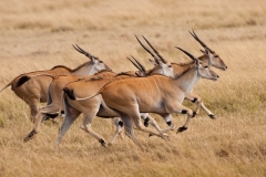 Eland, Masai Mara, Kenya.