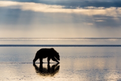 Brown bear on tidal flats, Lake Clark National Park, Alaska.