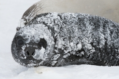 Southern elephant seal "weaner" covered with ice, South Georgia.