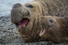 Southern elephant seal pair, South Georgia.