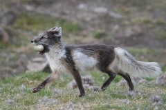 Arctic fox taking eider egg, Spitsbergen.