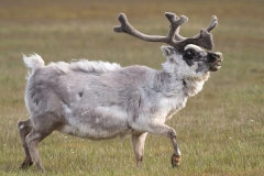 Caribou, Spitsbergen.