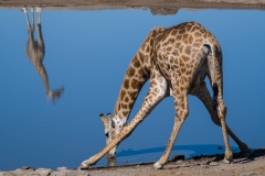 Giraffe and reflection, Etosha, Namibia.