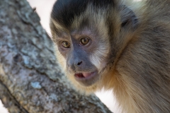 Black-capped capuchin monkey, Pantanal, Brazil.