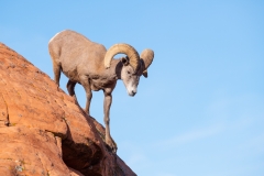 Desert bighorn, Nevada.