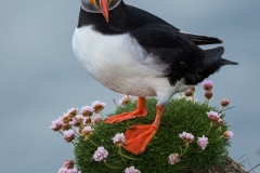 Atlantic puffin, Iceland.