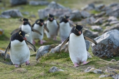 Rockhopper penguins, Falklands.