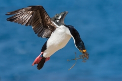 Blue-eyed shag, Falklands.