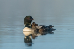 Common loon with chick, British Columbia.