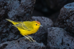 Yellow warbler on lava, Galapagos.