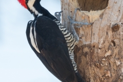 Crimson-crested woodpecker, Brazil.