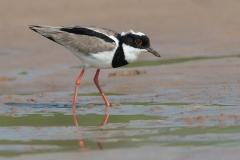 Pied lapwing, Brazil.