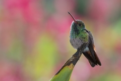 Rufous-tailed hummingbird, Costa Rica.