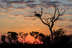 Jabiru stork at nest, Brazil.