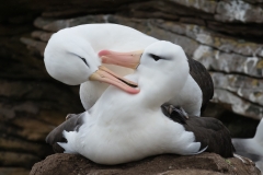 Black-browed albatross, Falklands.