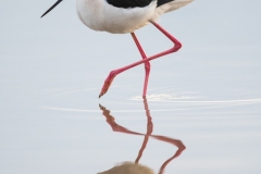 Black-necked stilt, Arizona.