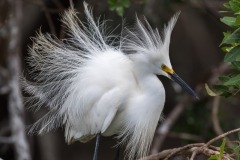 Snowy egret, Florida.