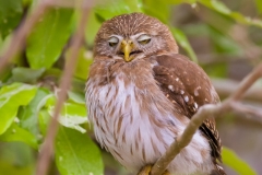 Sleepy pygmy owl, Pantanal, Brazil.