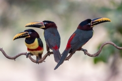 Chestnut-eared aracari, Pantanal, Brazil.