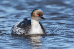 Silvery grebe, Falklands.