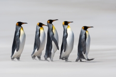 King penguins on sandy beach, Falklands.