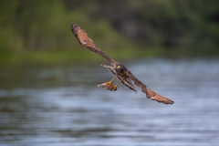 Roadside hawk with fish, Brazil.