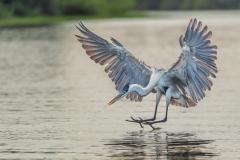 Cocoi heron, Pantanal, Brazil.