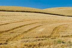 Tracks in harvested field, Washington.