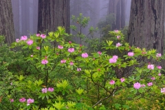 Rhododendron and redwoods, California.