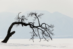 Contorted tree, Lake Kussharo, Japan.