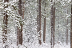 Ponderosa pines in blizzard, Oregon.