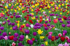 Tulip field, Oregon.