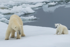 Polar bear and cub, Spitsbergen.