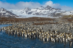 King penguin colony, St. Andrew's Bay, South Georgia.