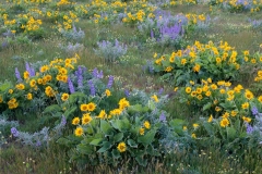 Balsamroot and lupine, Oregon.