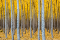 Poplar plantation in autumn, Oregon.