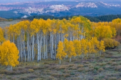 Autumn aspens, Boulder Mountain, Utah.