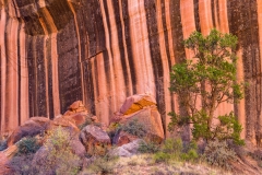 Pinyon pine and  canyon wall, Utah.