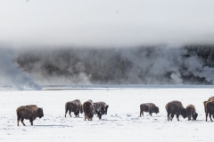 Bison in winter, Yellowstone National Park.