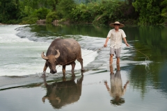 Man with water buffalo, Yangshuo, China.