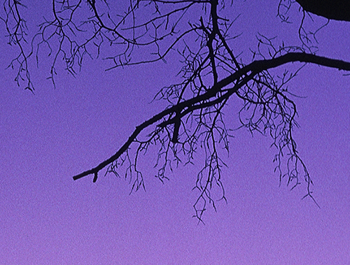 Kodachrome 25, 100% crop.