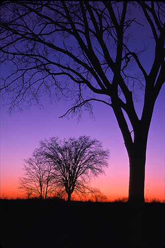 American elms at winter twilight, K25.