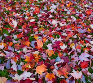 Autumn maple leaves.