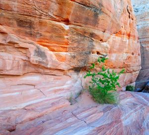 Sandstone wall, Nevada.