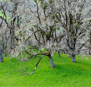 In the Bald Hills, Redwoods National Park.