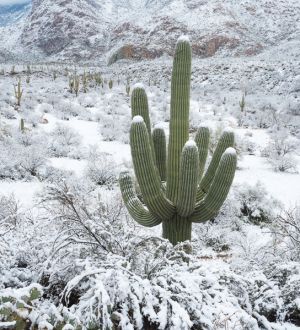 Snow in the Sonoran desert, Arizona.